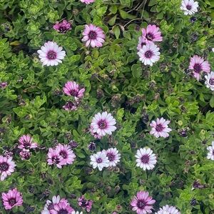 Like to be notified when I go live 😊💕